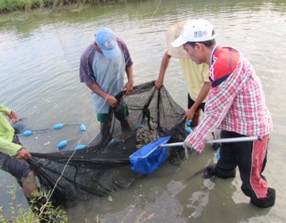 AUNAP PROMUEVE INVESTIGACIÓN PARA EL DESARROLLO DE LA ACUICULTURA CON EL PEZ PANGASIUS EN COLOMBIA