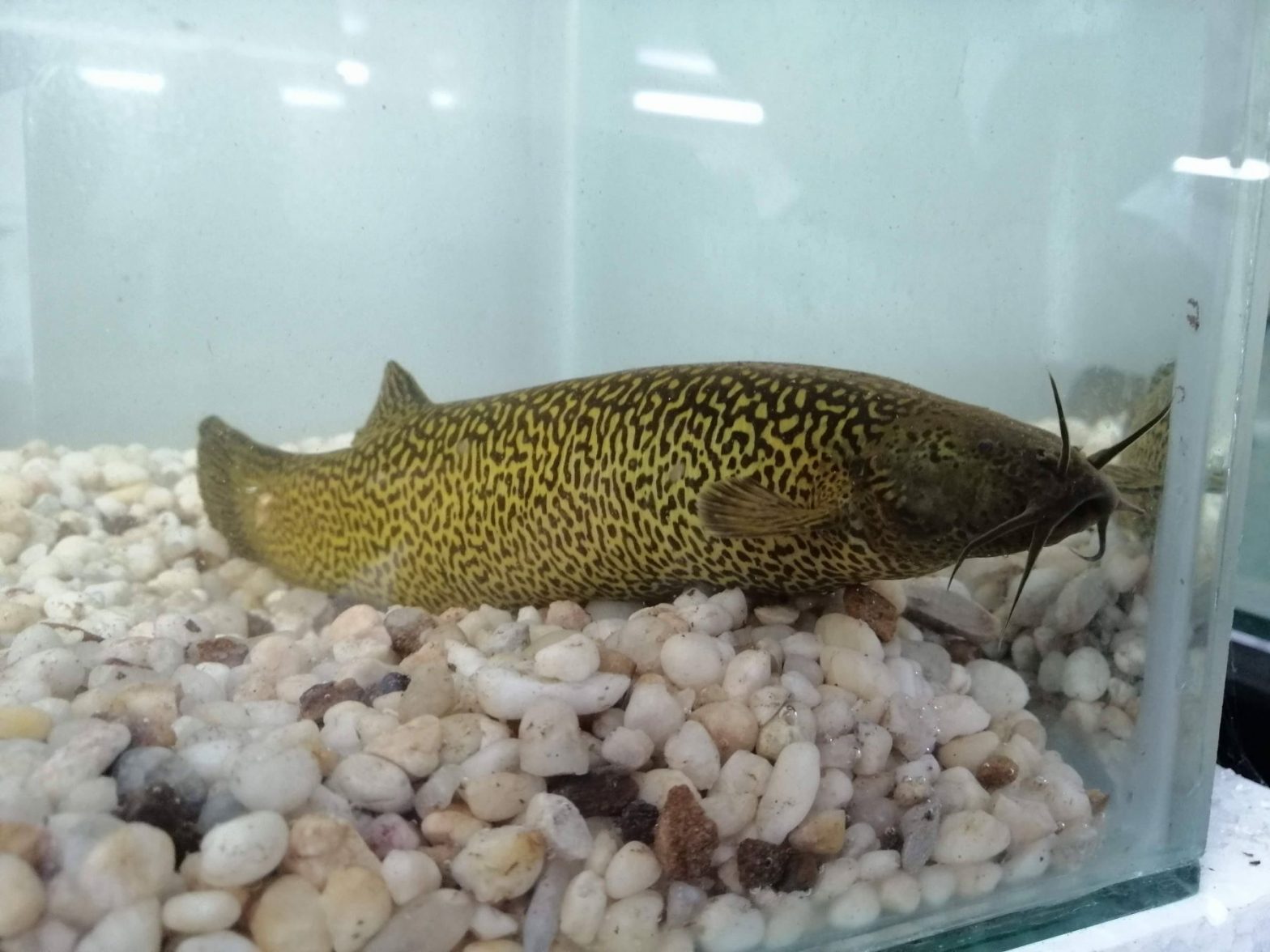 AUNAP Y U. D. C. A, DESARROLLAN ESTUDIO PIONERO EN COLOMBIA PARA LA ESPECIE CAPITÁN DE LA SABANA